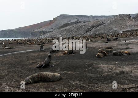 Antarktische Pelzrobben (Arctocephalus gazella) und eine riesige Chinstrap-Pinguin-Kolonie (Pygoscelis antarctica) an einem schwarzen vulkanischen Strand, Saunders Island Stockfoto