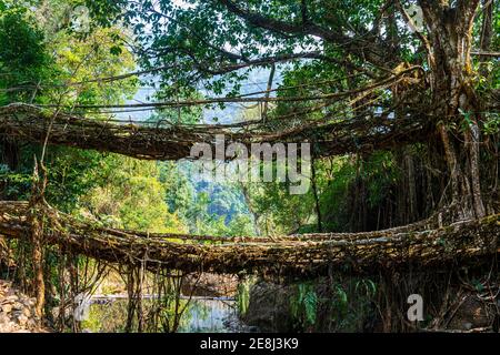 Double Decker Living Root Bridge, Sohra oder Cherrrapunjee, Meghalaya, Indien Stockfoto