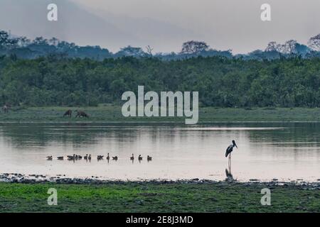 Sonnenuntergang über dem Fluss Brahmaputra, UNESCO Weltkulturerbe, Kaziranga Nationalpark, Assam, Indien Stockfoto