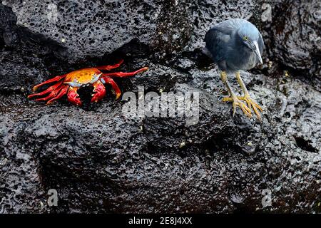 Lavareiher (Butorides sundevalli) und Red Cliff Crab (Grapsus grapsus) auf Lavagesteinen, Puerto Egas, James Bay, Santiago Island, Galapagos, Ecuador Stockfoto