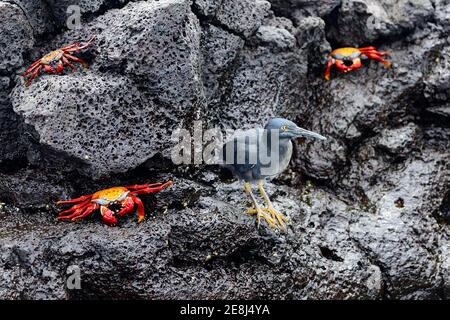 Lavareiher (Butorides sundevalli) und Red Cliff Crab (Grapsus grapsus) auf Lavagesteinen, Puerto Egas, James Bay, Santiago Island, Galapagos, Ecuador Stockfoto