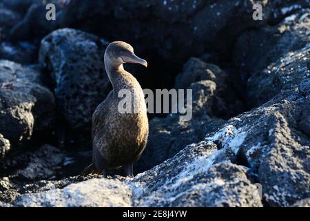 Flightless Cormorant (Phalacrocorax harrisi) auf Lavasteinen, Fernandina Island, Galapagos, Ecuador Stockfoto