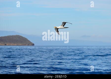 Nazca booby (Sula granti) im Flug, Bucaneers Cove, Santiago Island, Galapagos, Ecuador Stockfoto