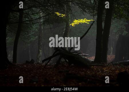 Geheimnisvoller Blick auf dichten Laubwald mit gefallenen gelben Blättern Und trockene Stämme in der dunklen Nacht Stockfoto
