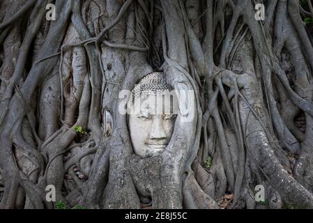 Antiker Buddha-Kopf, eingebettet in Wurzeln des alten banyan-Baumes Wächst auf dem Territorium des Wat Mahathat Tempels in Ayutthaya Stockfoto