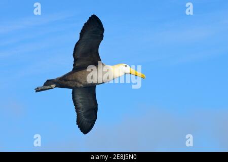 Wellenalbatros (Phoebastria irrorata) im Flug, Punta Suarez, Espanola Island, Galapagos, Ecuador Stockfoto