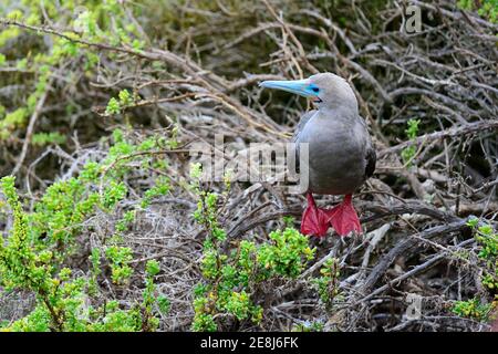 Rotfußbooby (Sula sula websteri), Insel San Christobal, Galapagos, Ecuador Stockfoto