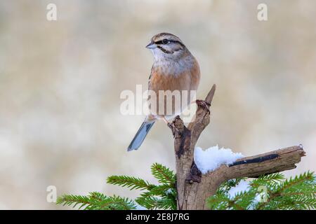 Rock Bunting (Emberiza cia), sitzt auf einer Filiale im Winter, Terfens, Tirol, Österreich Stockfoto