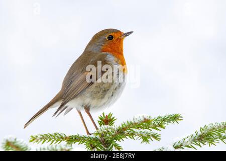 Europäischer Rotkehlchen (Erithacus rubecula), im Winter auf einer Fichte sitzend, Terfens, Tirol, Österreich Stockfoto