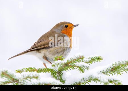 Europäischer Rotkehlchen (Erithacus rubecula), im Winter auf einer Fichte sitzend, Terfens, Tirol, Österreich Stockfoto