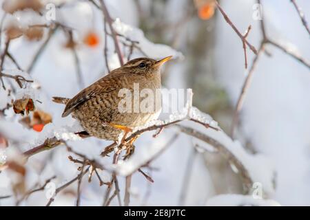 Eurasischer Zaunkönig (Troglodytes troglodytes), der im Winter auf einem Ast sitzt, Schwaz, Tirol, Österreich Stockfoto