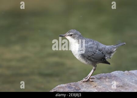 Wasseramsel (Cinclus cinclus), jungen Vogel, sitzen auf den Stein, Hessen, Deutschland Stockfoto