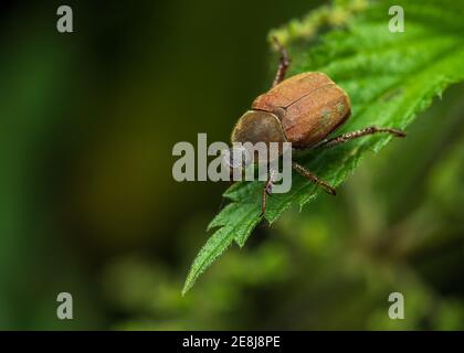 Nahaufnahme der blauen Coleoptera (Hoplia coerulea) Weibchen Stockfoto