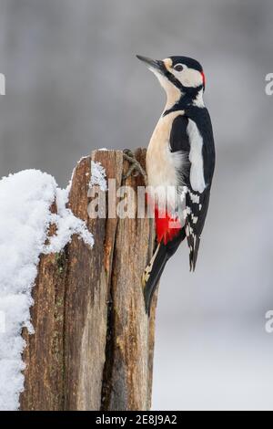 Buntspecht (Dendrocopos major) (SYN.: Picoides major) bei der Spechtschmiede, Oldenburg Münsterland, Winter, Deutschland Stockfoto
