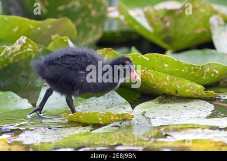 Moorhühner (Gallinula chloropus), Küken, über Seerosen laufend, Hessen, Deutschland Stockfoto