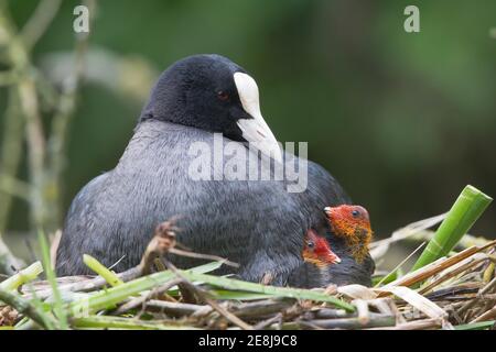 Gewöhnlicher Ruß (Fulica atra) mit Küken, auf Nest sitzend, Hessen, Deutschland Stockfoto