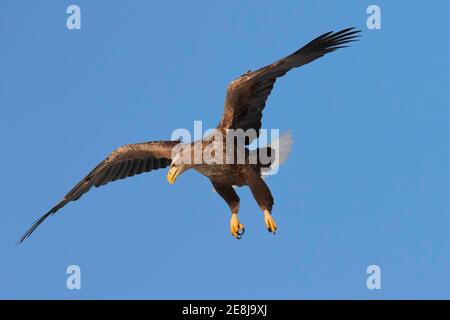 Seeadler (Haliaeetus albicilla) auf Annäherung, Akan Kranichzentrum, Kushiro, Hokkaido, Japan Stockfoto