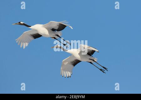 Zwei Manchurian Kraniche (Grus japonensis) im Flug, Akan Crane Center, Kushiro, Hokkaido, Japan Stockfoto