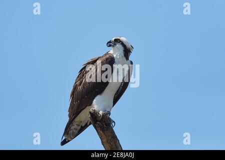 Westlicher Fischadler (Pandion haliaetus) sitzt auf einer Stange am Rio Grande de Tarcoles, Costa Rica Stockfoto
