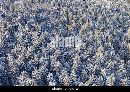 Schneebedeckter Fichtenwald (Picea) von oben, Drohnenbild, Mondseeland, Salzkammergut, Oberösterreich, Österreich Stockfoto
