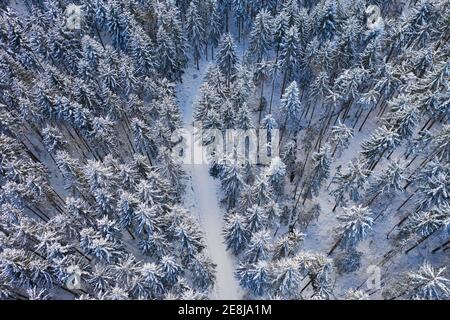 Schneebedeckter Fichtenwald (Picea) mit Waldstraße von oben, Drohnenbild, Mondseeland, Salzkammergut, Oberösterreich, Österreich Stockfoto