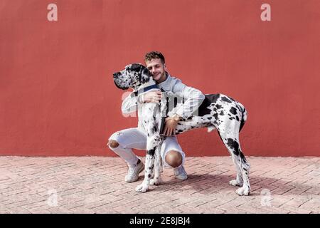 Junge bärtige Kerl im stilvollen Outfit sitzt auf Haunches und Streichelte gehorsam Harlekin Dogge gegen rote Wand an Straße Stockfoto