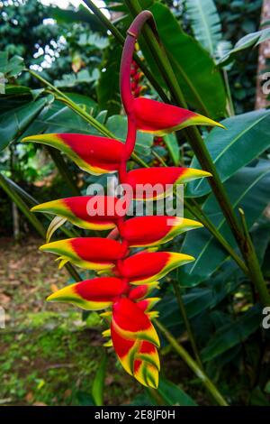 Heliconia, Botanischer Garten von Bom Sucesso, Sao Tome, Sao Tome und Principe, Atlantischer Ozean Stockfoto