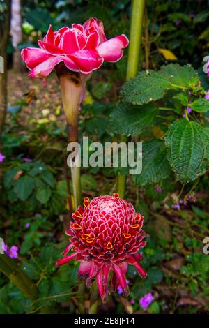 Die Porzellanrose (Etlingera elatior) im Botanischen Garten von Bom Sucesso, Sao Tome, Sao Tome und Principe, Atlantik Stockfoto