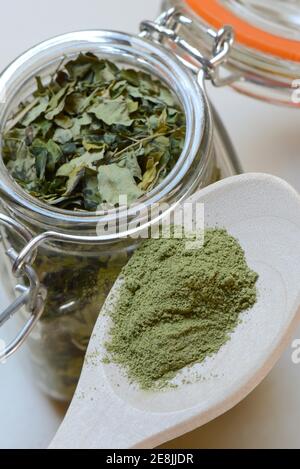 Getrocknete Moringa-Blätter im Glasbehälter, Moringa-Pulver auf Löffel, Moringa-Tee (Moringa oleifera) Stockfoto