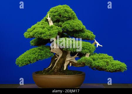 Bonsai-Baum, chinesischer Wacholder (Juniperus) chinensis, Sorte Itoigawa, ca. 1875 Stockfoto