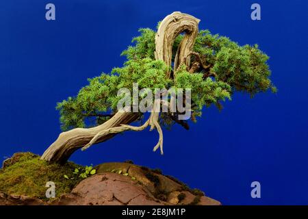 Tempel Wacholder ( Juniperus rigida) um 1940 Stockfoto