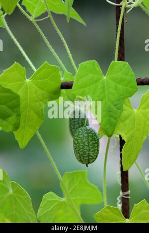 Cocktailgurke, verschiedene Cocktailgurken, Zehneria scabra Stockfoto