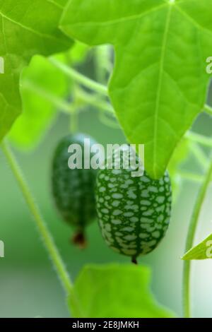 Cocktailgurke, verschiedene Cocktailgurken, Zehneria scabra Stockfoto