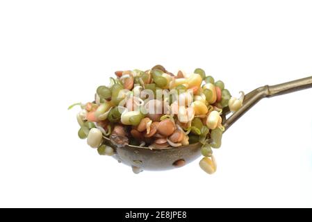 Gemischte Sprossen von Linsen, Mungbohnen und Kichererbsen auf Schöpfkelle, Lentil Sprossen, Mungbohnensprossen, Kichererbsen Sprossen, Lens culinaris, Vigna radiata Stockfoto