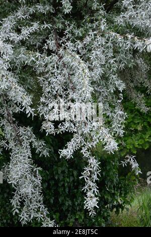 Weiße Weide, Salix alba Stockfoto