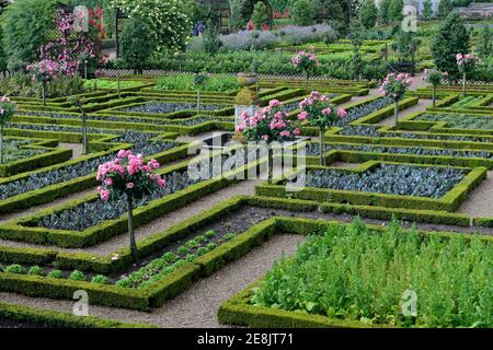 Gemüsegarten von Schloss Villandry, Chateau de, Indre-et-Loire, Loire-Tal, Loire-Tal, Centre, Frankreich Stockfoto
