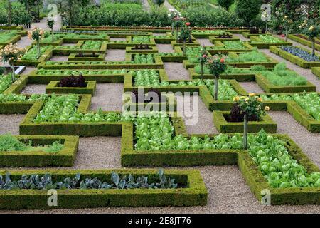 Gemüsegarten von Schloss Villandry, Chateau de, Indre-et-Loire, Loire-Tal, Loire-Tal, Centre, Frankreich Stockfoto