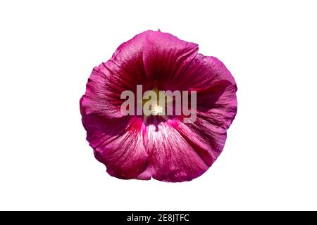 Alcea 'Burgundy Towers' (althaea rosea) eine hohe dunkelrote Blütenpflanze, die allgemein als Hollyhock bekannt ist, ausgeschnitten und isoliert auf einem weißen Hintergrund, Stock ph Stockfoto