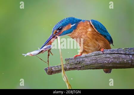 Eisvogel (Alcedo atthis) Weibchen mit Hecht als Beute, Biosphärenreservat Mittelelbe, Sachsen-Anhalt, Deutschland Stockfoto