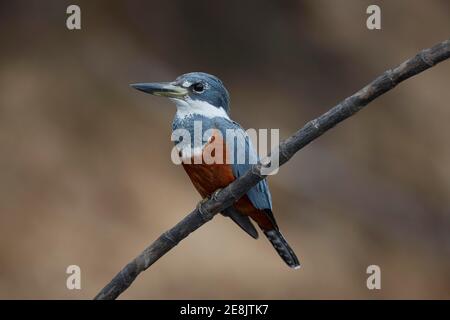 Ringeleisvogel (Megaceryle torquata) an einem Zweig in der Nähe von Barrancao Alto, Mato Grosso, Pantanal, Brasilien Stockfoto