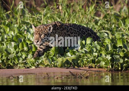 Jaguar (Panthera onca) Stalking aus Ufervegetation auf Rio Cuiaba, Mato Grosso do Sul, Pantanal, Brasilien Stockfoto