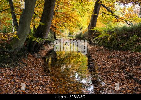 Herbstfarben spiegeln sich im Graben um Hartley Court, einem historischen Ort der Wassersiedlung, Burnham Beeches, Bucks Stockfoto