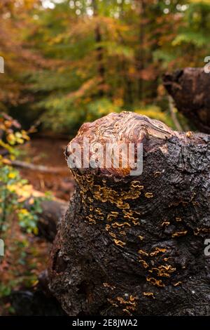 Nahaufnahme Muster auf freigelegten Knoten auf einem toten Baumstamm und Herbstfarben, Burnham Beeches, Burham, Großbritannien Stockfoto