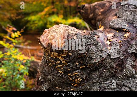 Nahaufnahme Muster auf freigelegten Knoten auf einem toten Baumstamm und Herbstfarben, Burnham Beeches, Burham, Großbritannien Stockfoto