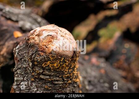 Illusion eines Gesichts, Gesicht Pareidolie, in Nahaufnahme Muster eines freigelegten Knoten auf einem toten Baumstamm, und Herbstfarben, Burnham Beeches, Burham, Großbritannien Stockfoto