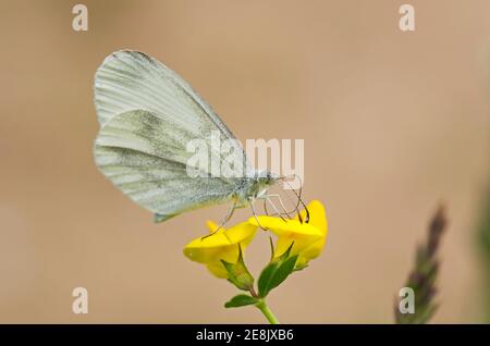 Wood White Butterfly, Leptidea sinapis, Nectering on Bird's foot-trefoil Flowers at Wicken Wood, Northamptonshire, 17th. Juni 2017. Stockfoto