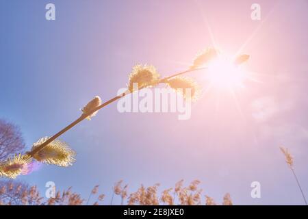 Weide gegen den strahlend blauen Himmel. Warmer Frühlingstag bei einem Sonnenlicht. Die Sonne scheint durch Äste Bäume. Stockfoto