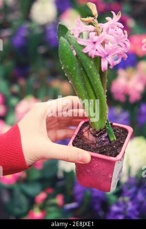 Mann Floristen Hände mit rosa Hyazinthe Blume mit Tau Tropfen in Topf, Gewächshaus Shop Stockfoto