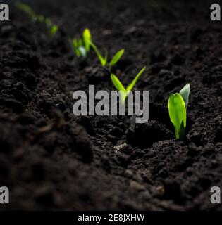 Frische grüne Maiskeime im Frühjahr auf dem Feld, weicher Fokus. Mais als Biokraftstoff verwendet - landwirtschaftliche Pflanzen für alternative grüne Energie. Stockfoto
