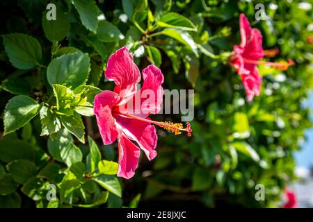 Eine Seitenansicht einer leuchtend rosa Hibiskusblüte Stockfoto